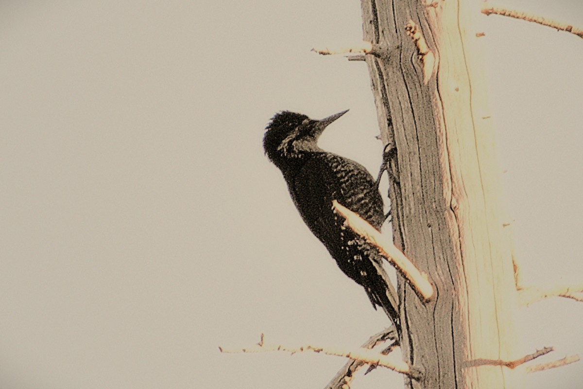 Black-backed Woodpecker - ML468884341