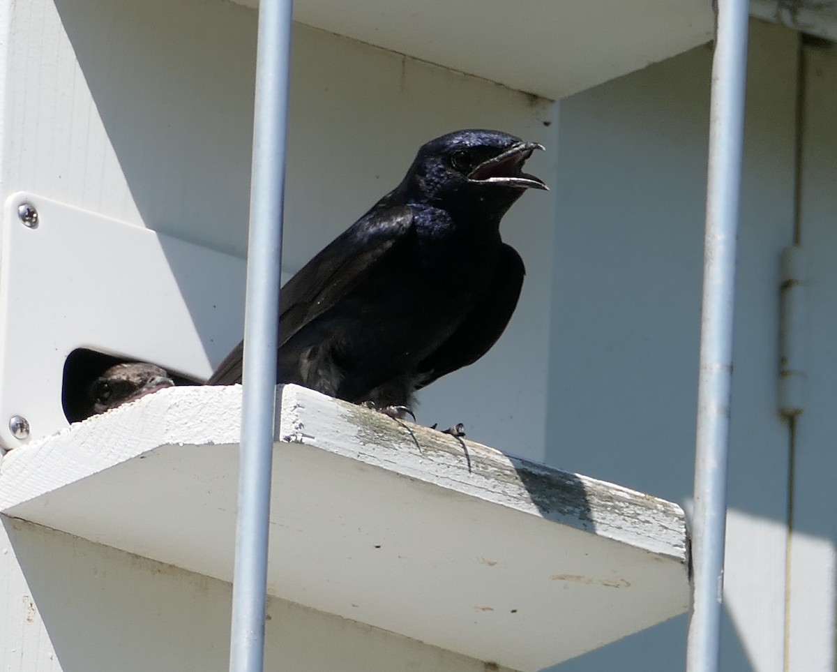 Purple Martin - ML468887551