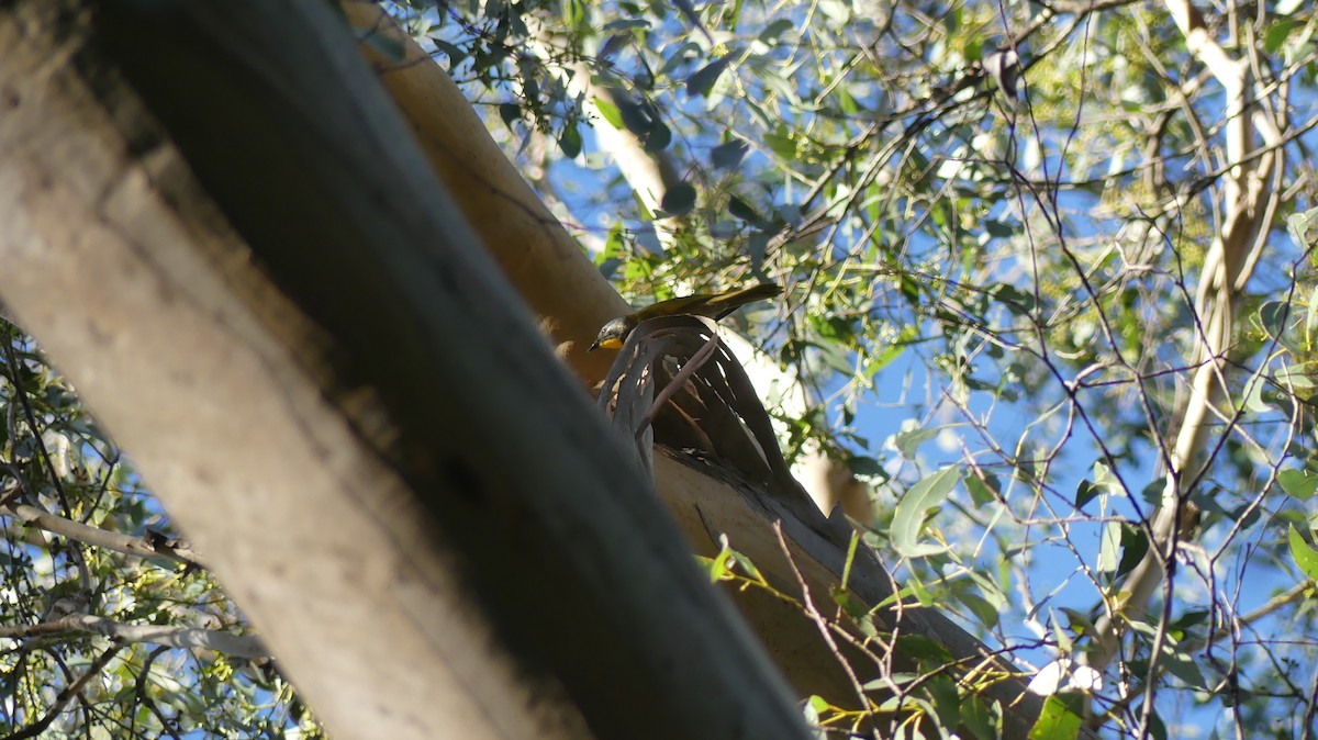 Yellow-throated Honeyeater - ML468887761