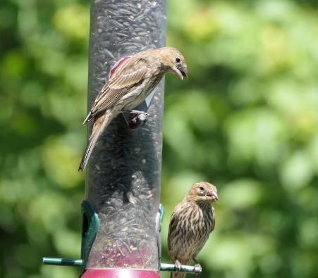 House Finch - ML468887781