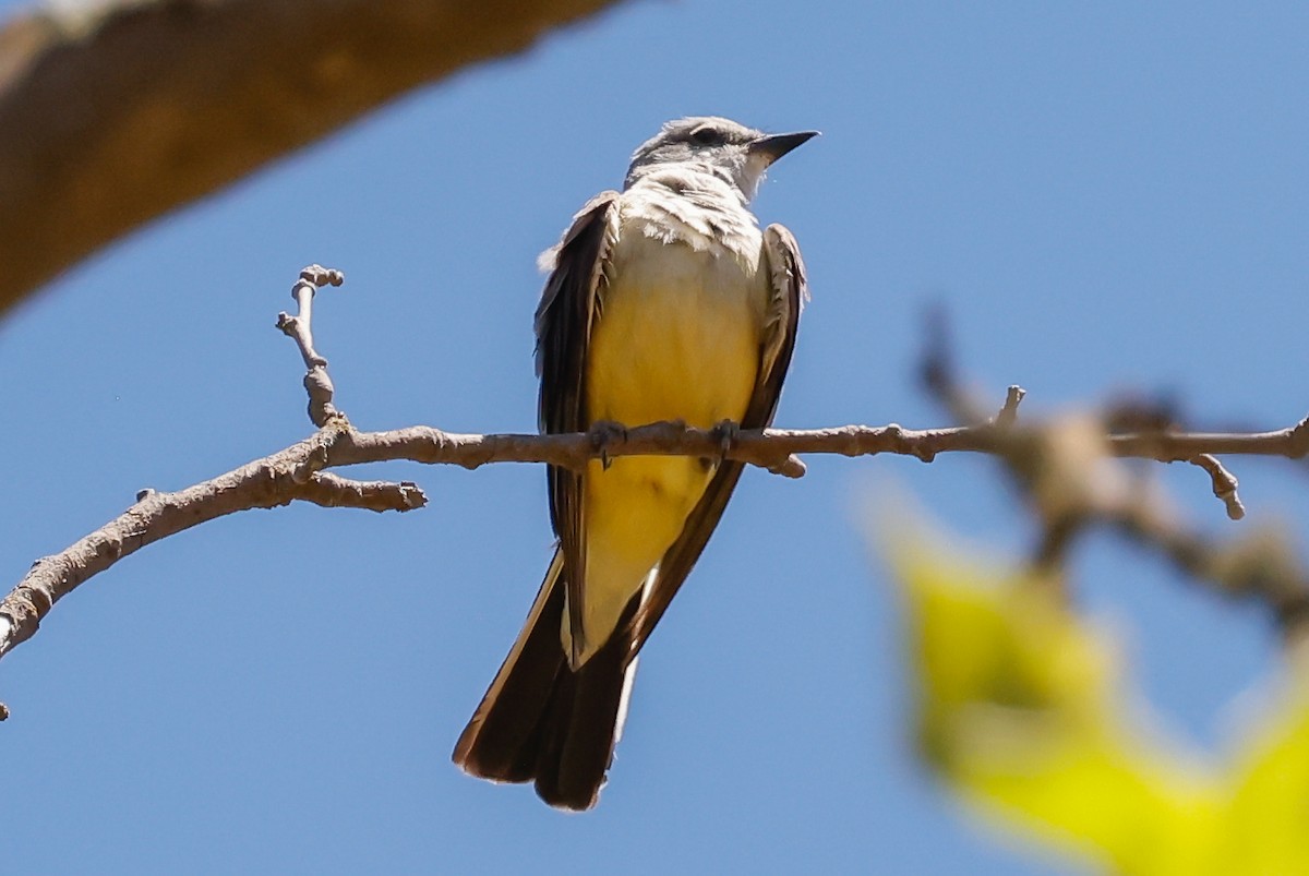 Western Kingbird - ML468888491