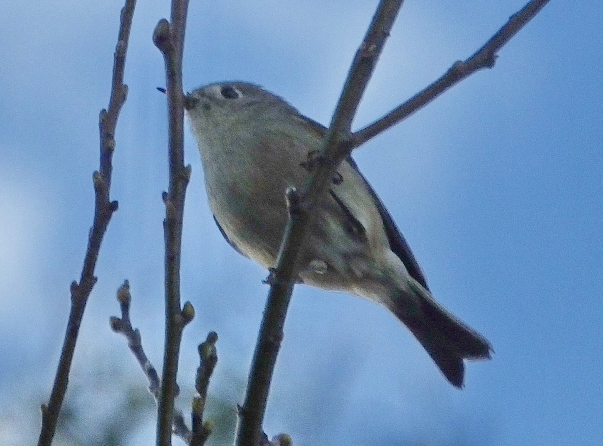 Roitelet à couronne rubis - ML46888871