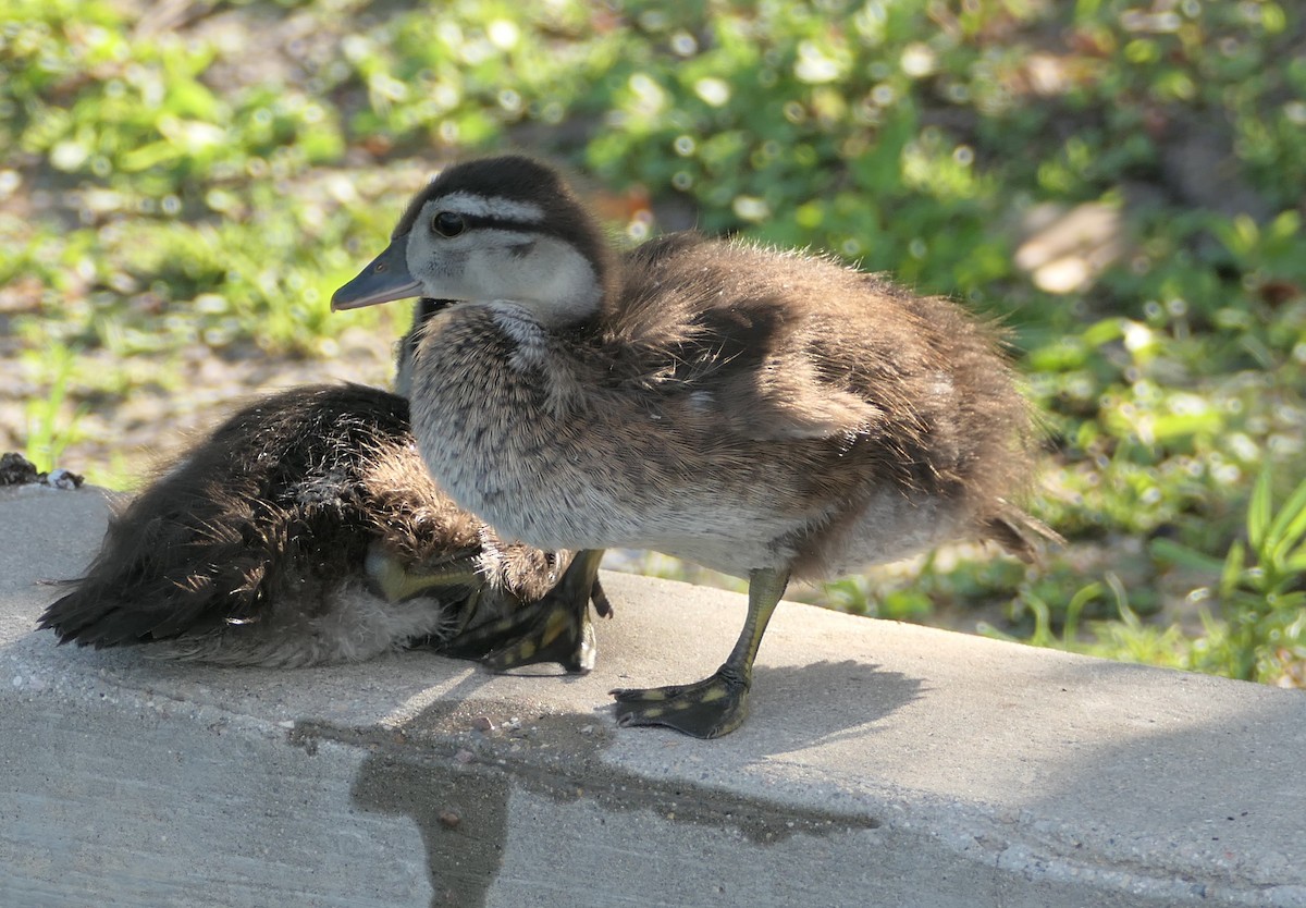 Wood Duck - ML468889001