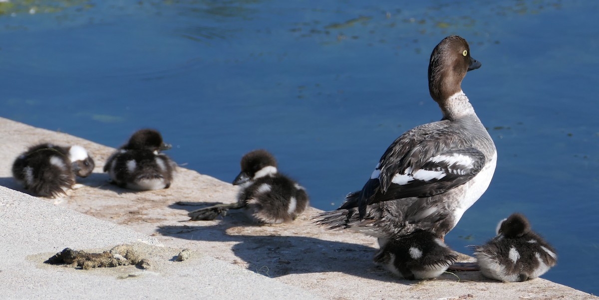 Common Goldeneye - ML468889551