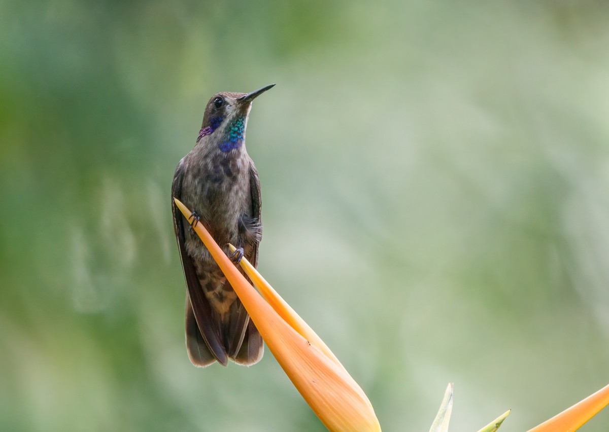 kolibřík fialovouchý - ML468890001