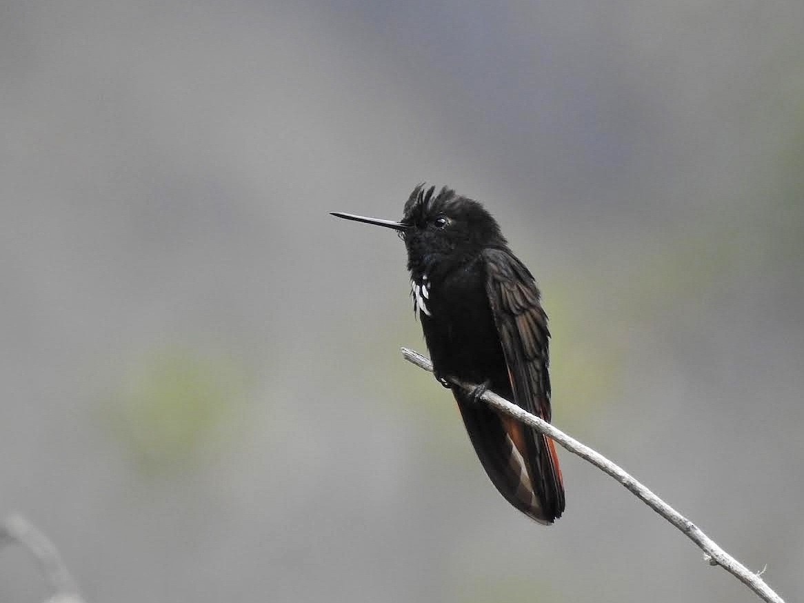 Colibrí Negrito - ML468890381