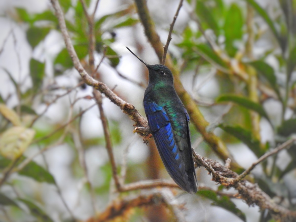 kolibřík modrokřídlý - ML468890421