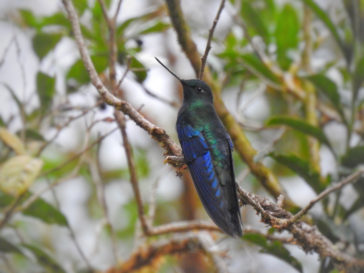 Blauflügelkolibri - ML468890421