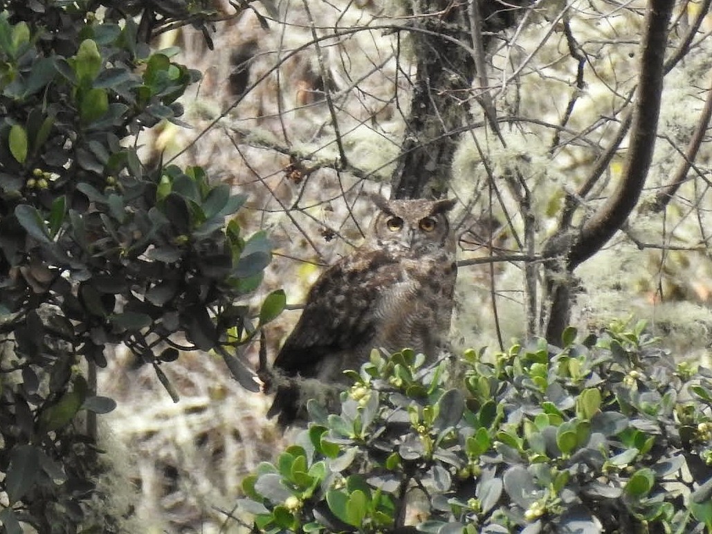 Lesser Horned Owl - ML468890551