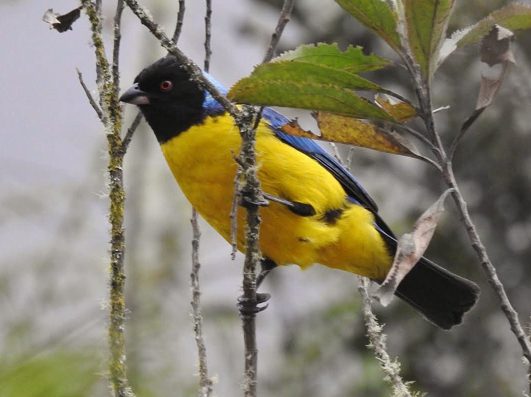 Hooded Mountain Tanager - ML468890661