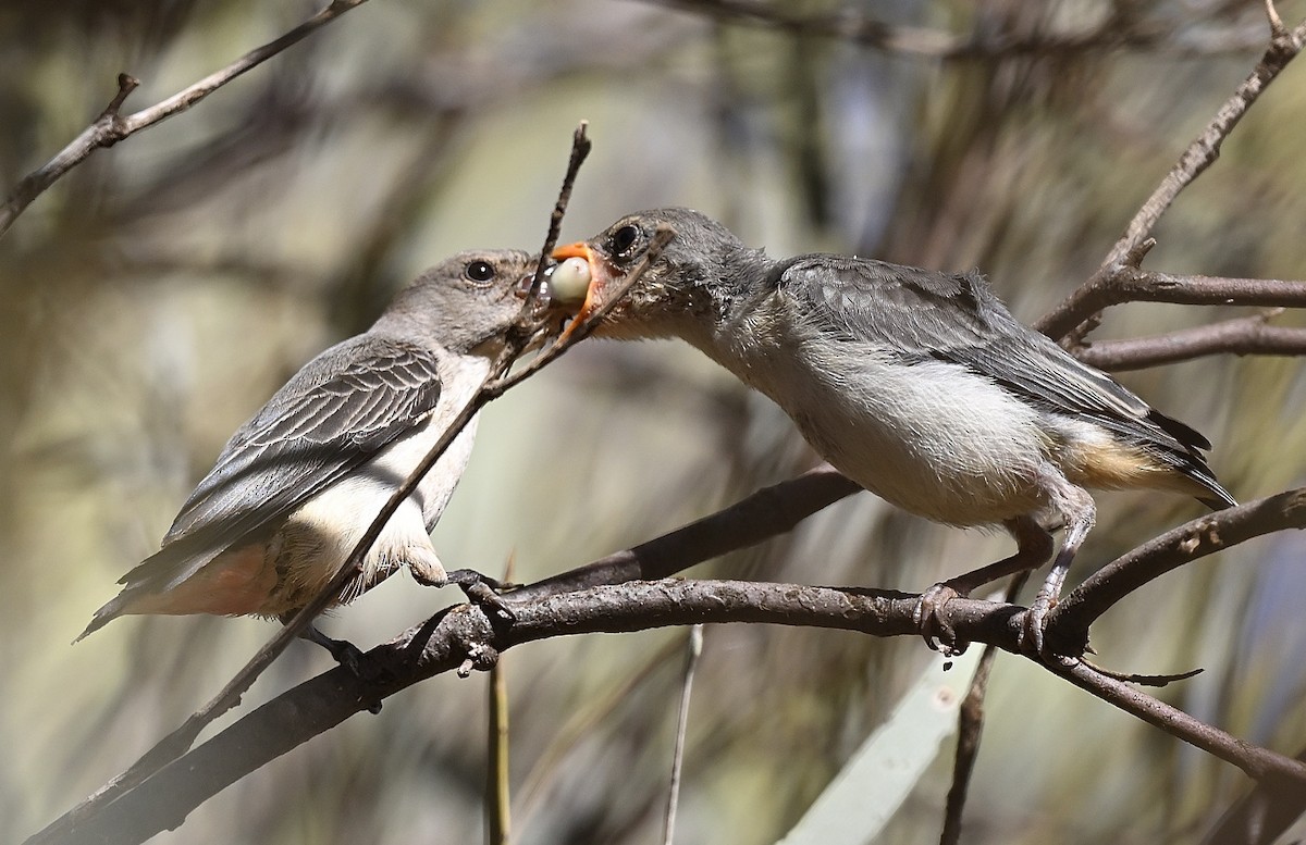 Mistletoebird - ML468891581
