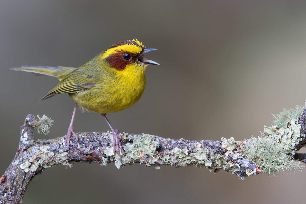 Golden-browed Warbler - ML468891961