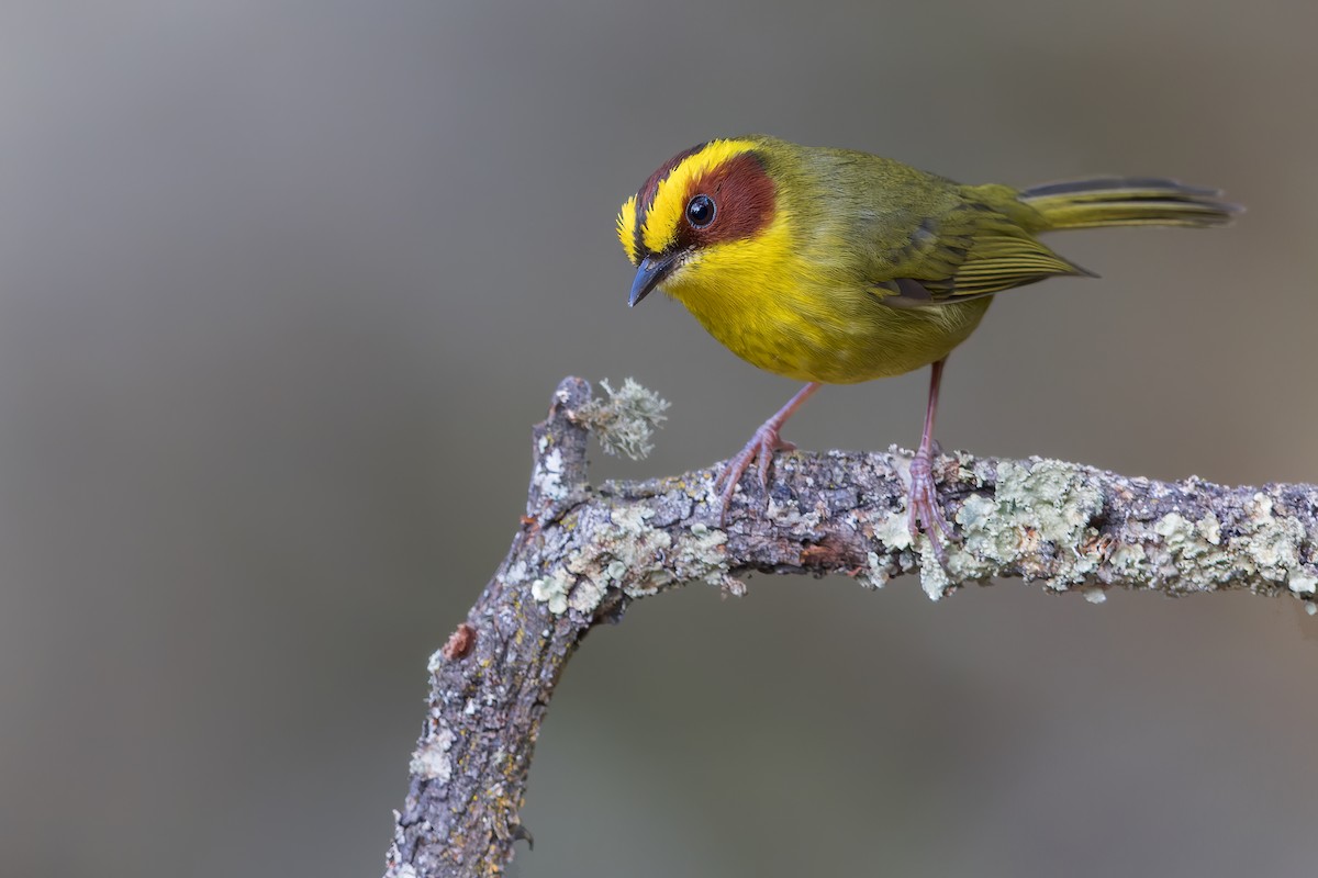 Golden-browed Warbler - Dubi Shapiro