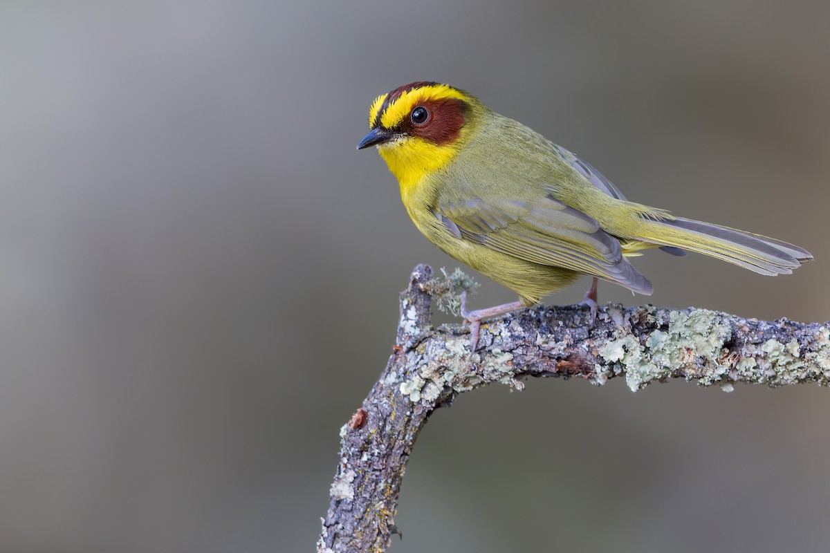 Golden-browed Warbler - ML468891991