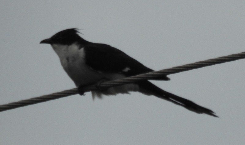 Pied Cuckoo - ML468893321