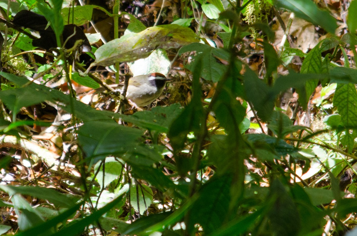 Black-cheeked Warbler - ML46889341