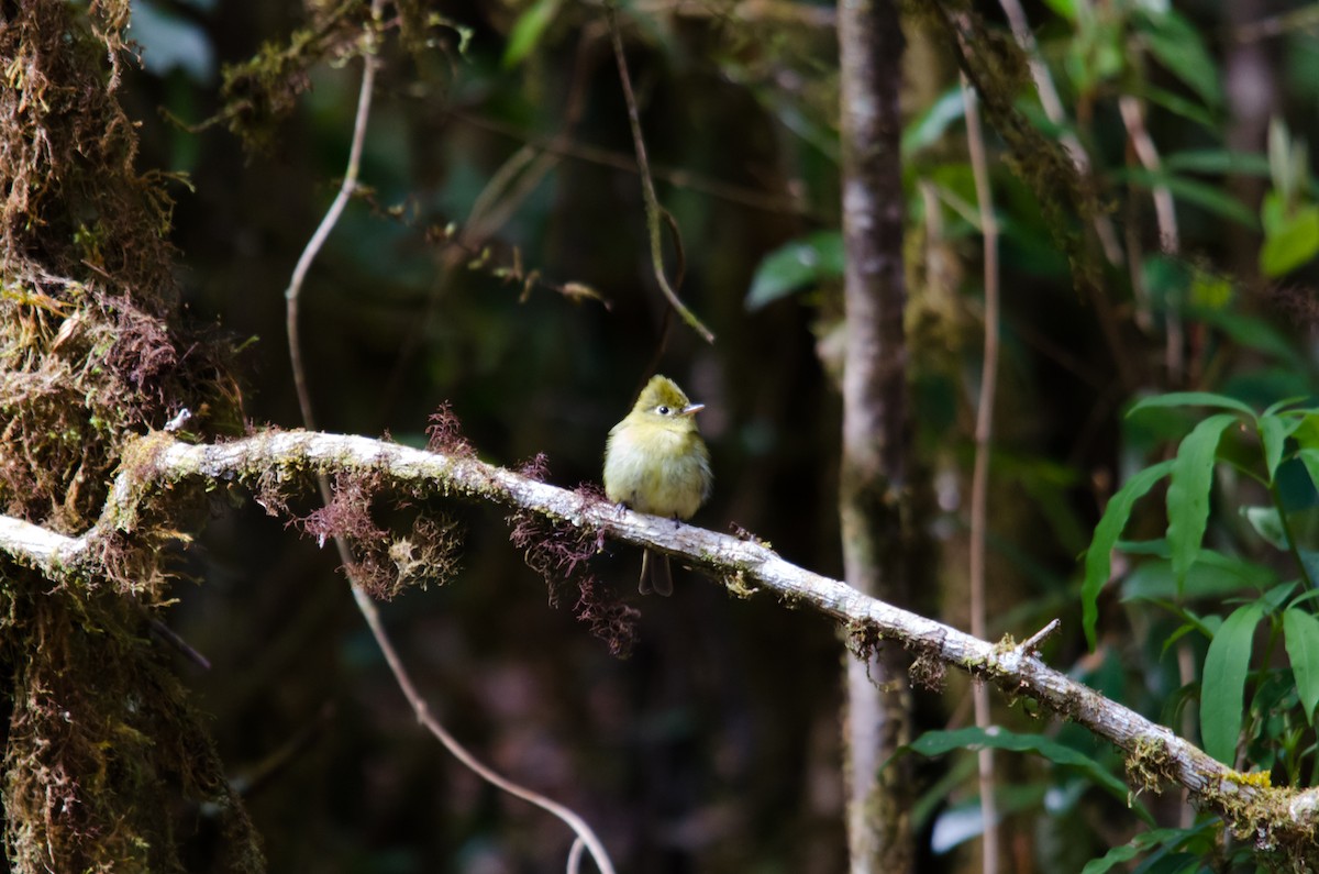 Yellowish Flycatcher - ML46889391