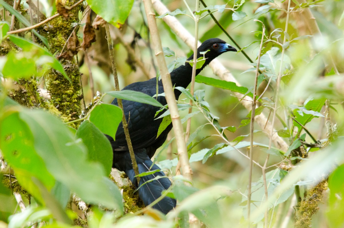 Black Guan - ML46889461