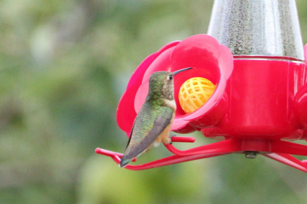 Rufous Hummingbird - ML468894901