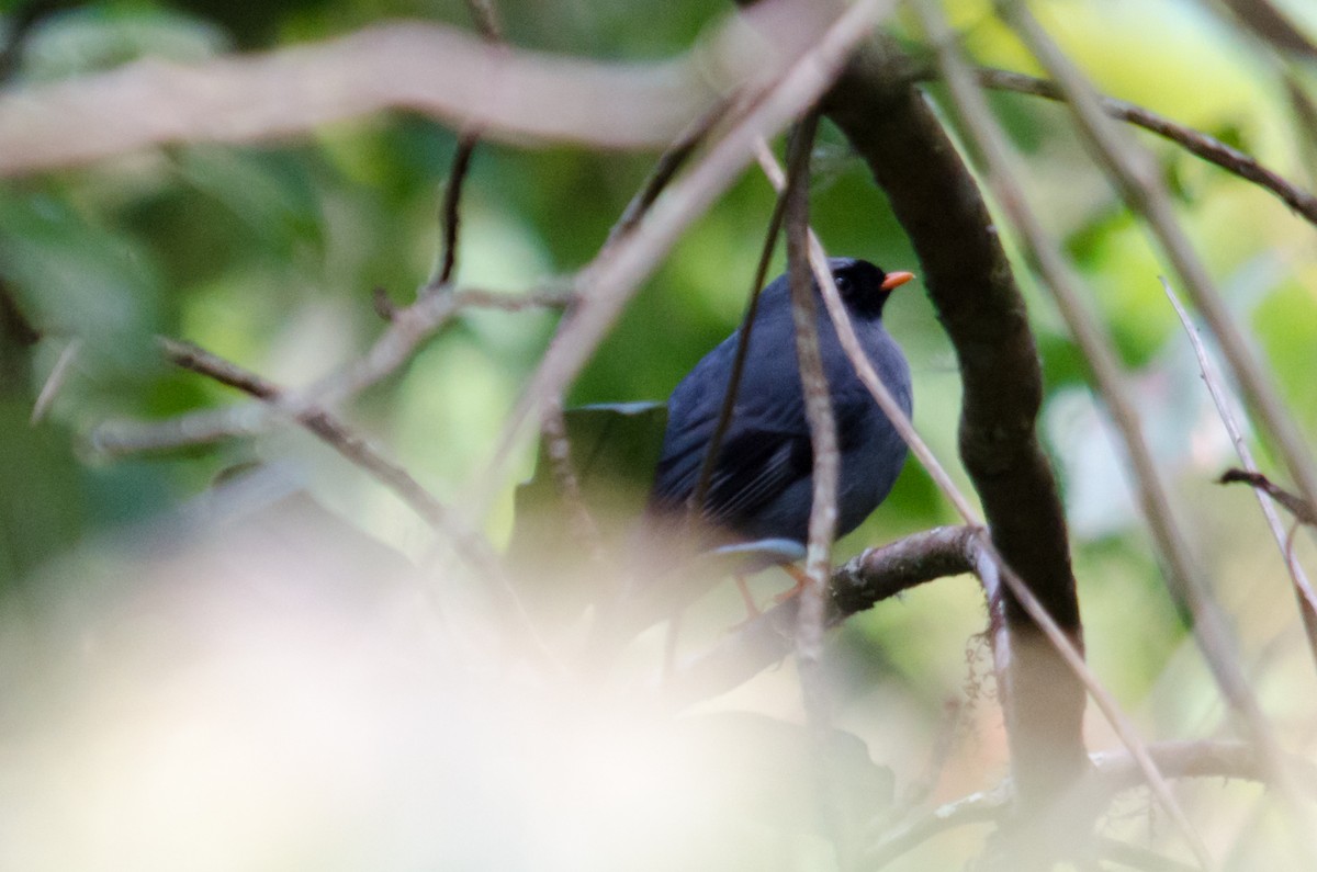 Black-faced Solitaire - ML46889561