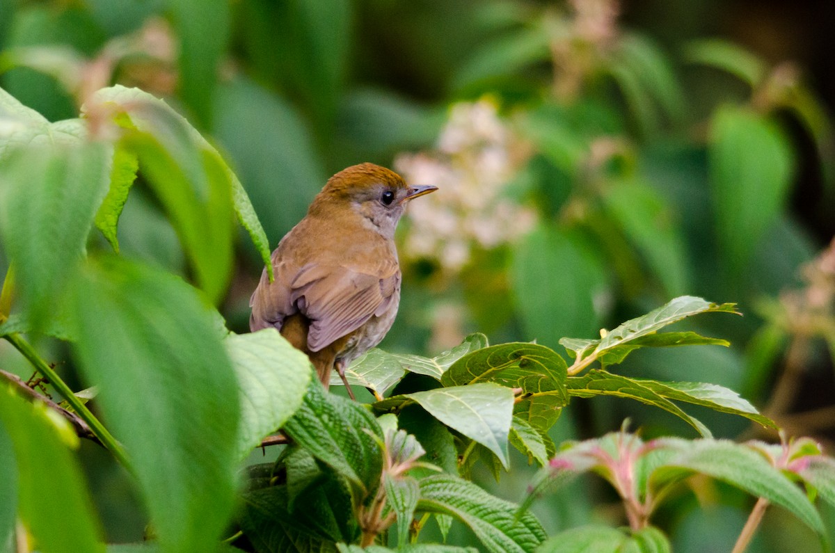 Ruddy-capped Nightingale-Thrush - ML46889571