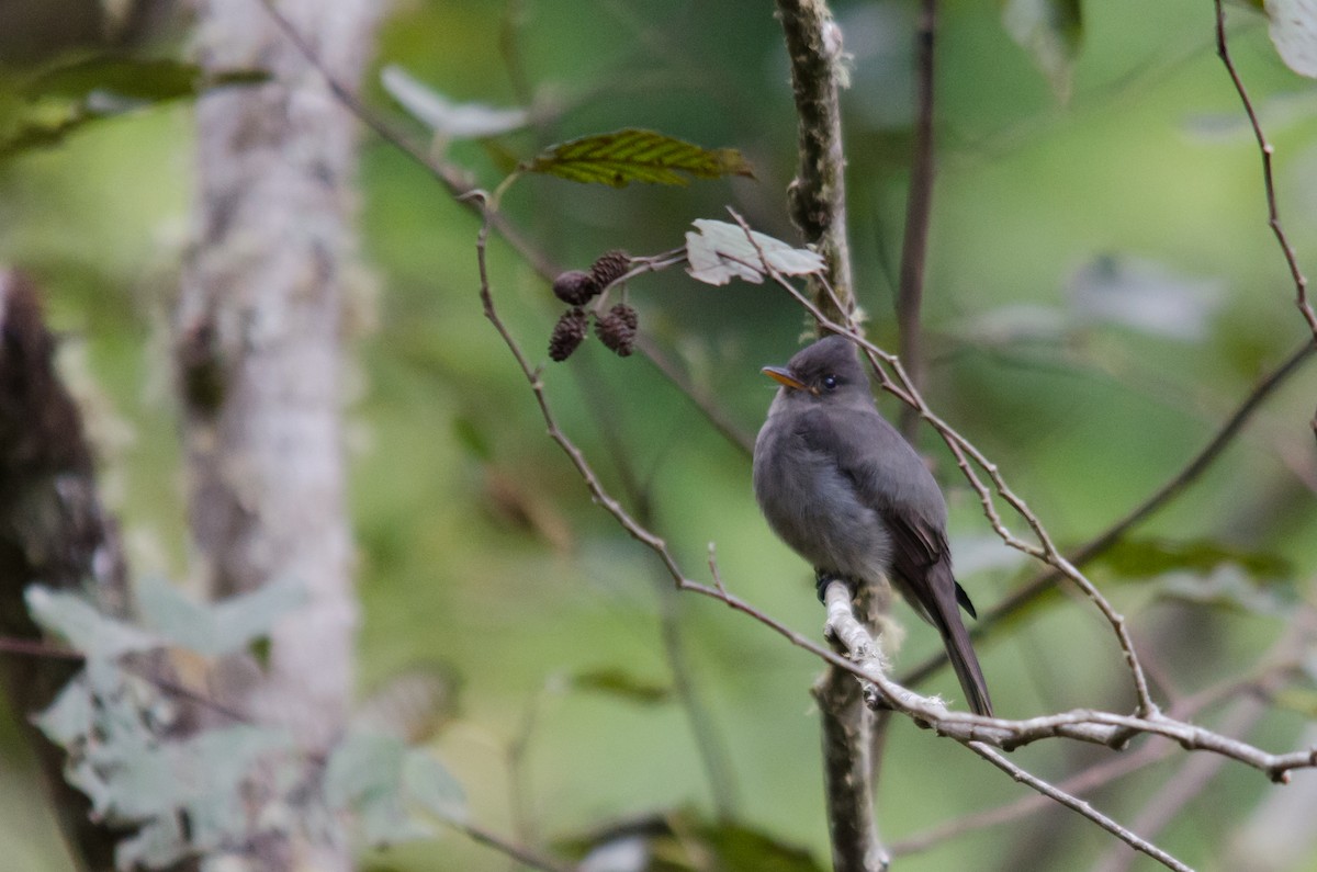 Dark Pewee - ML46889691