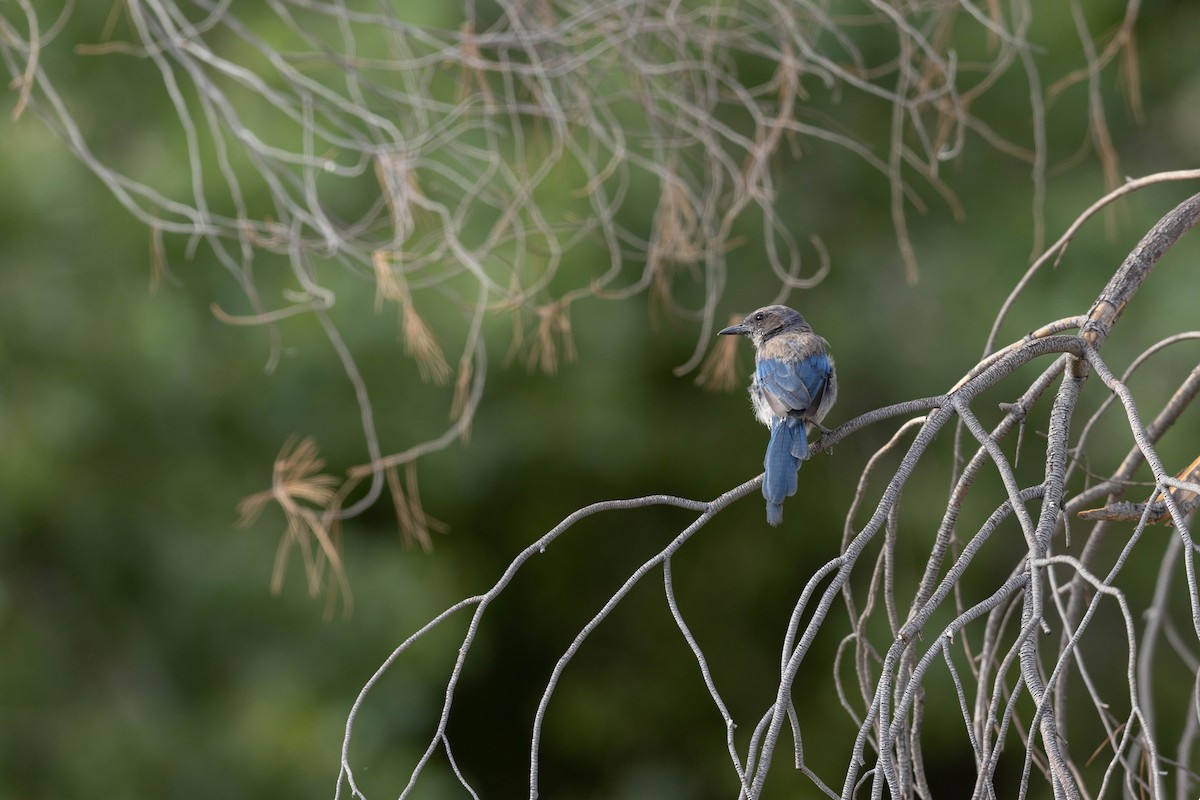 California Scrub-Jay - ML468897011