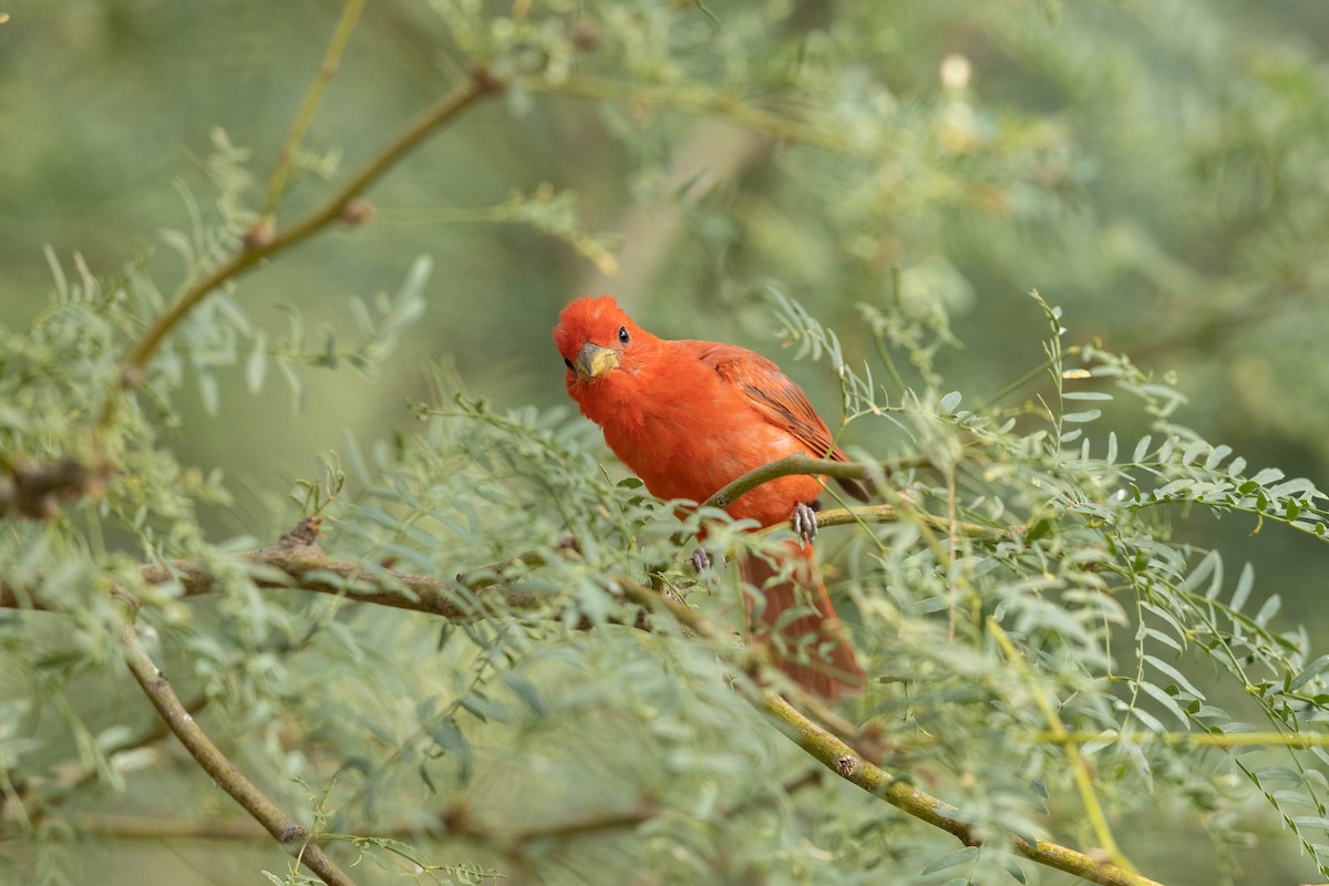 Summer Tanager - ML468897031