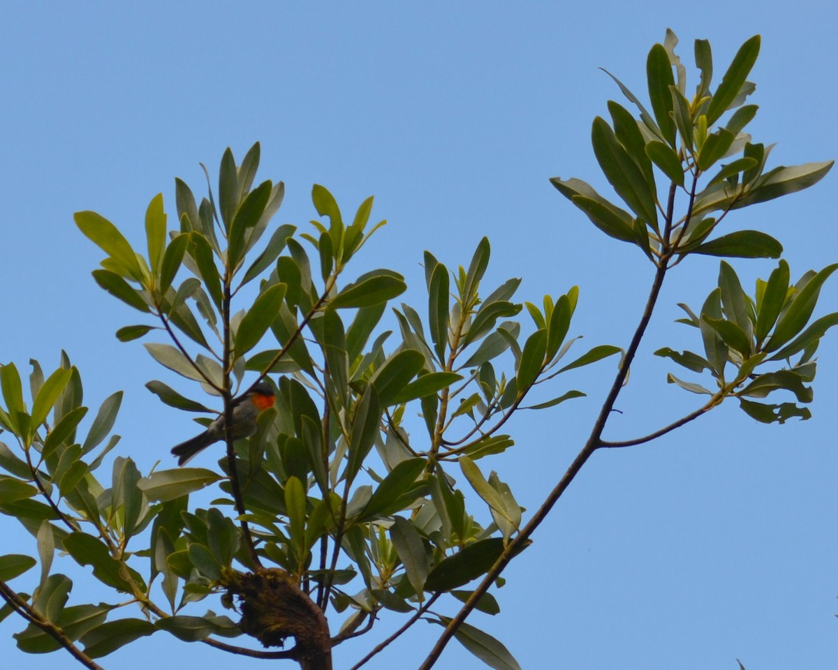 Flame-throated Warbler - ML46889771