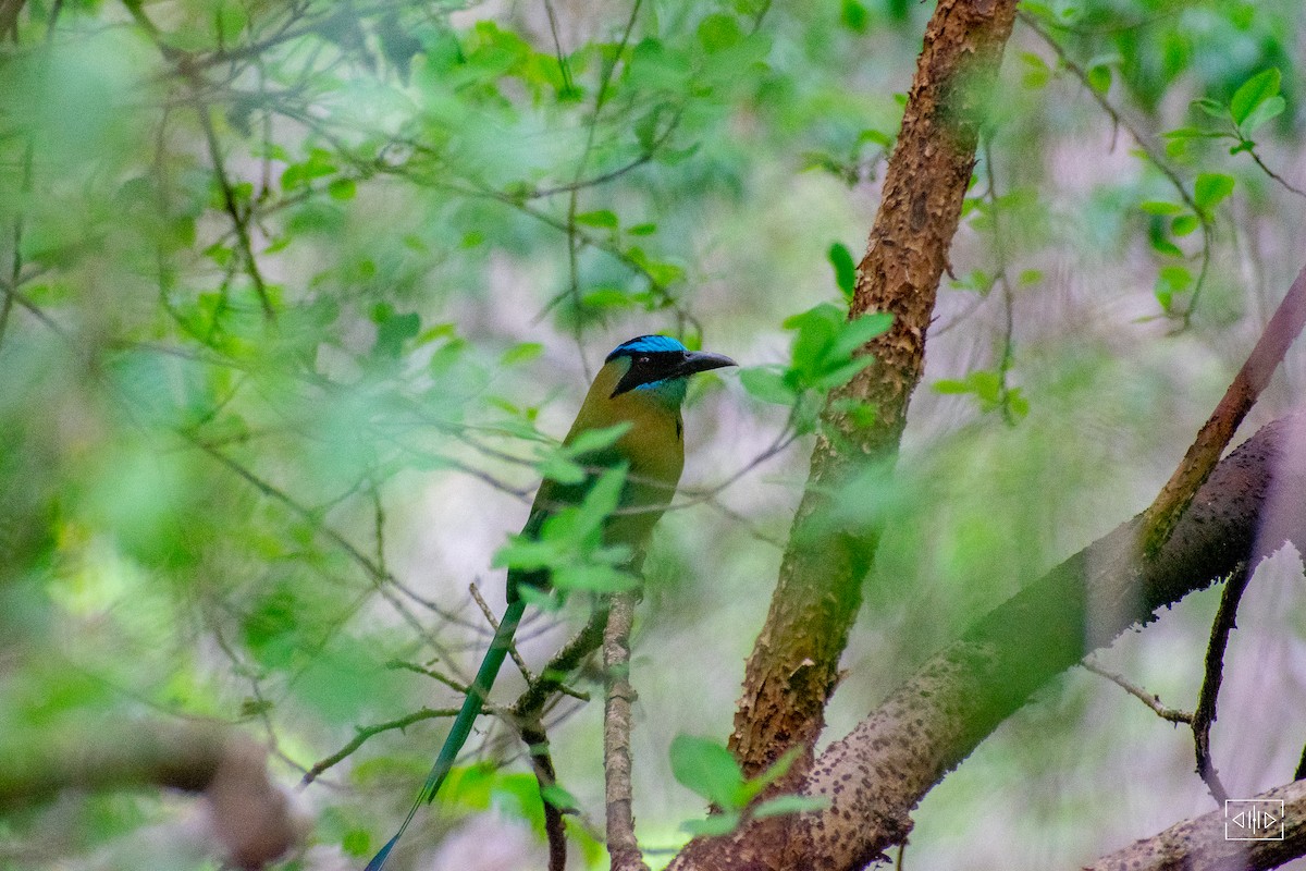 Whooping Motmot - ML468897961