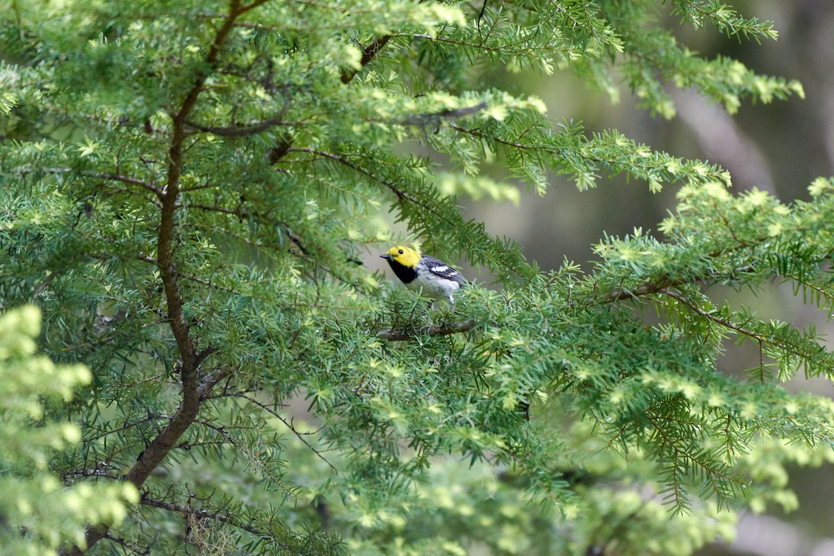 Hermit Warbler - ML468898571