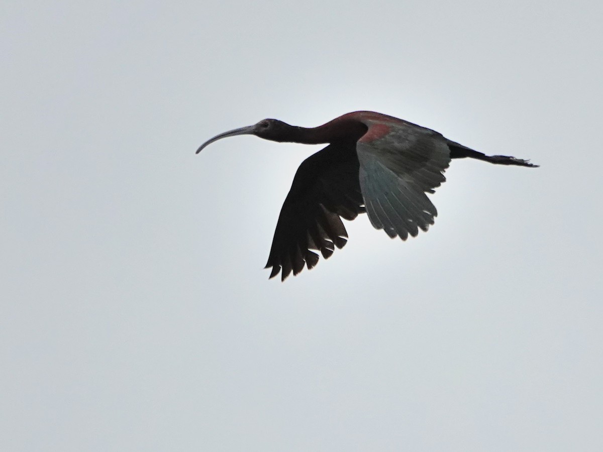 ibis americký - ML468898591