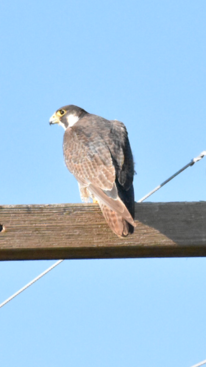 Peregrine Falcon - Alicia Arnold 🦩