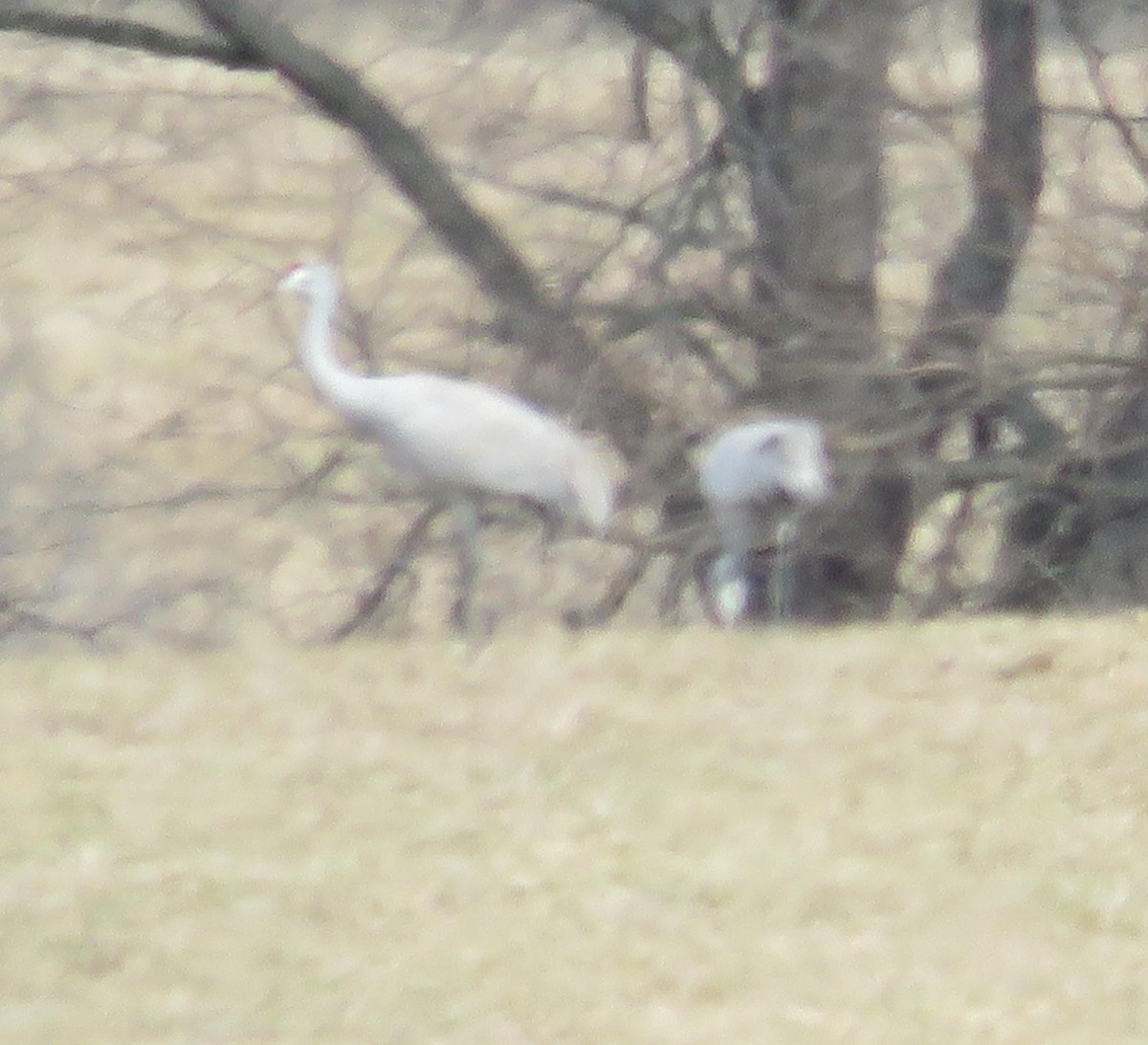 Sandhill Crane - ML46889961