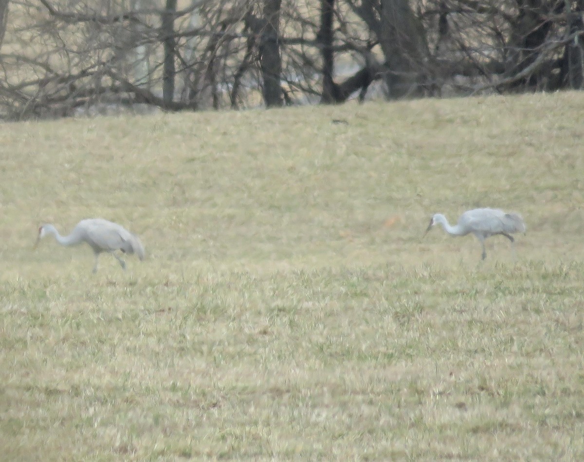 Sandhill Crane - ML46889971