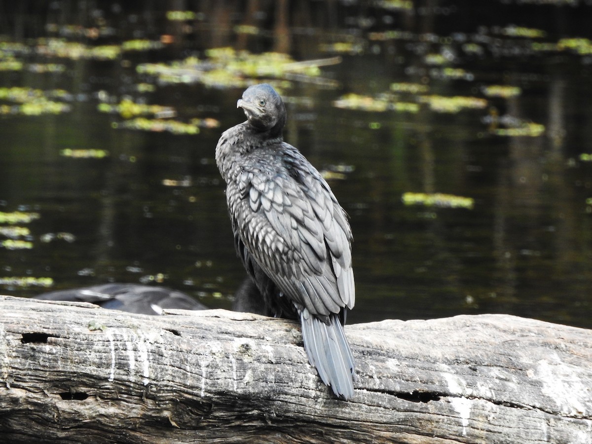 Little Black Cormorant - ML468899951