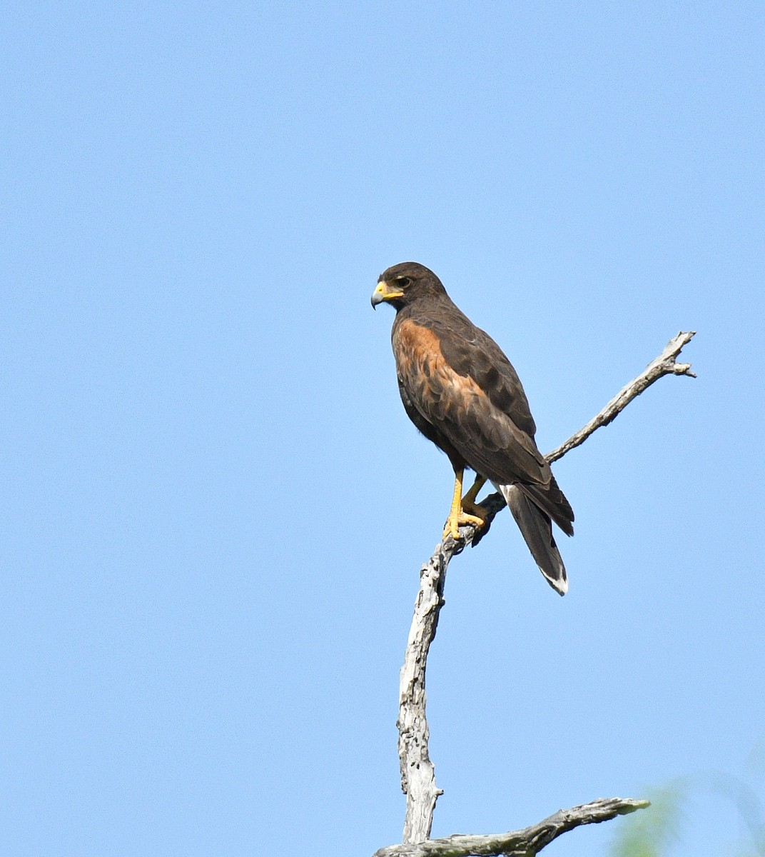 Harris's Hawk - Lily Yllescas