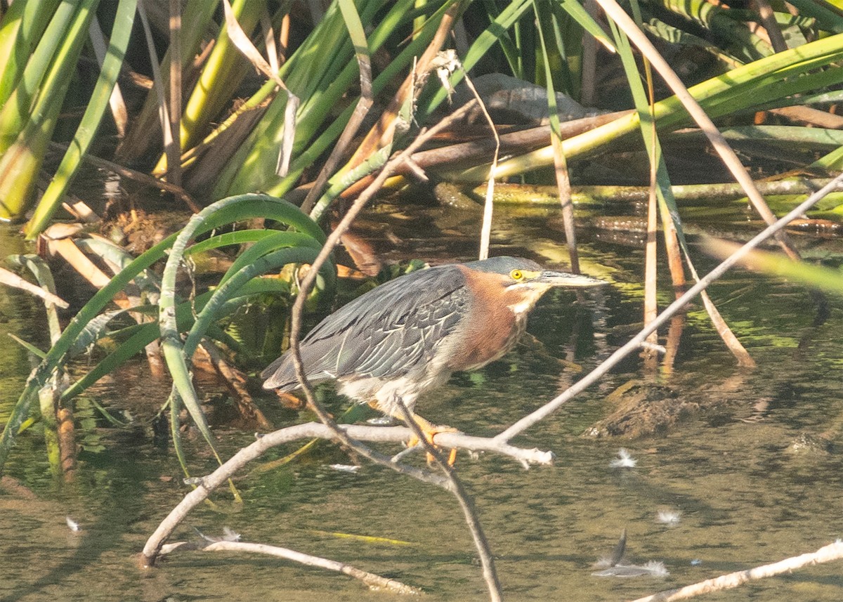 Green Heron - Mary-Rose Hoang