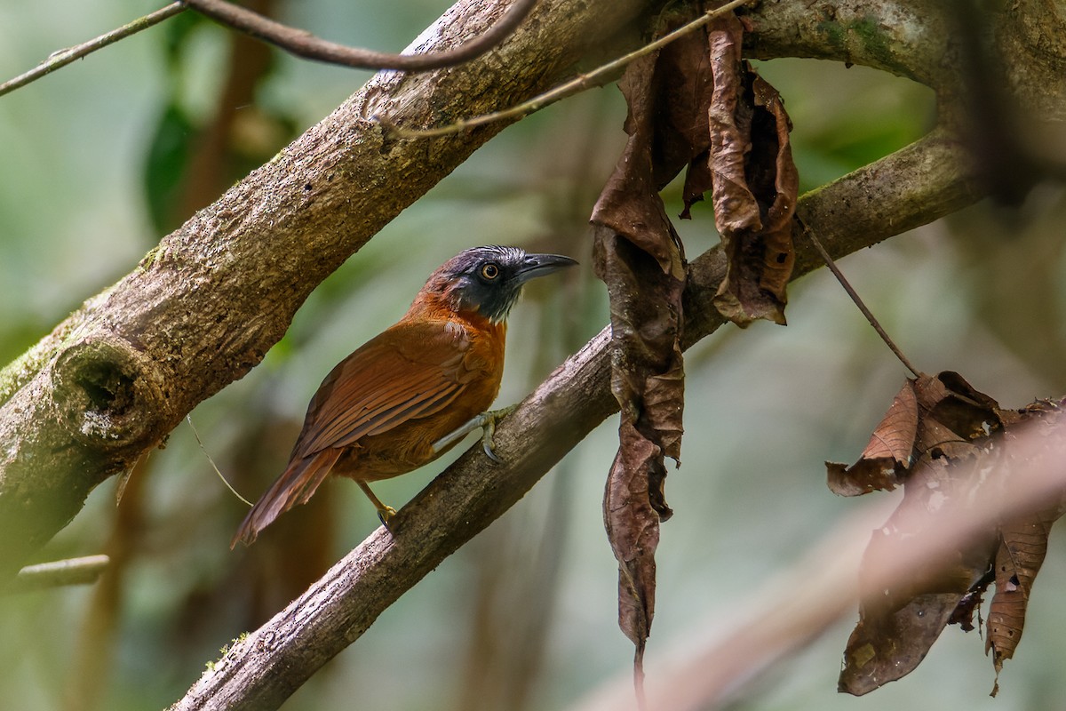 Gray-headed Babbler - ML468904601