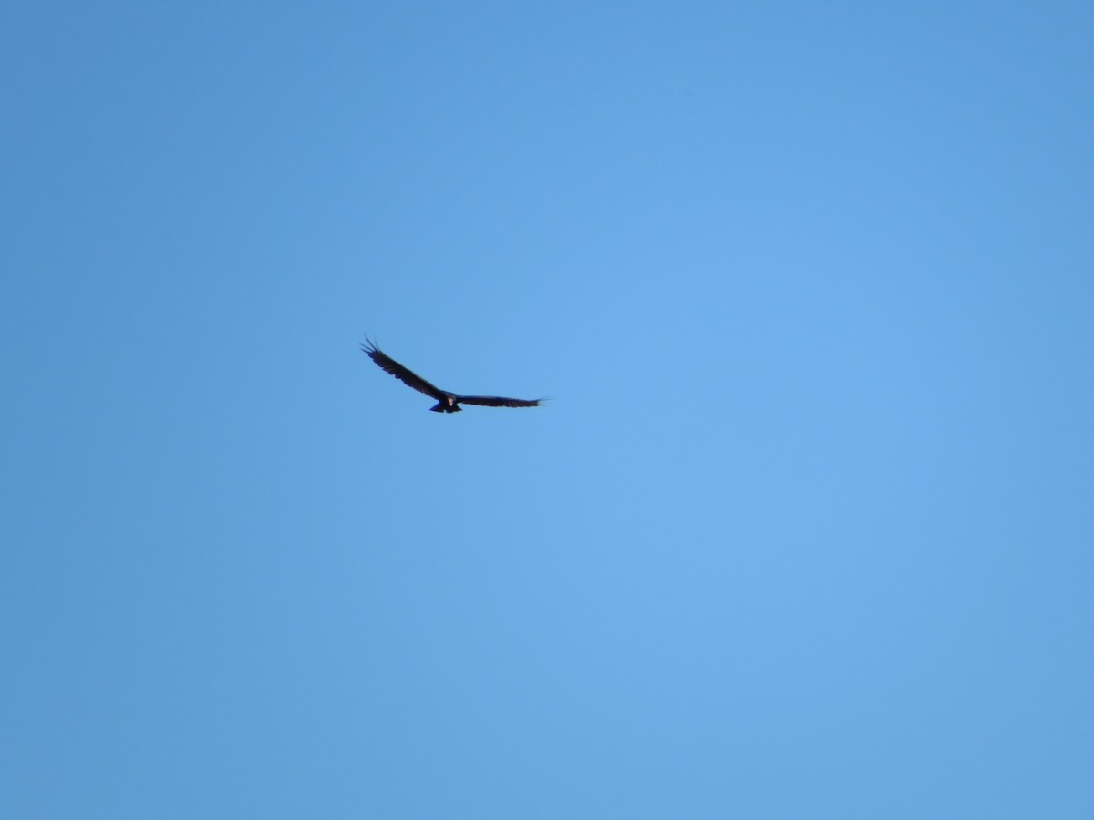 Turkey Vulture - ML468904971