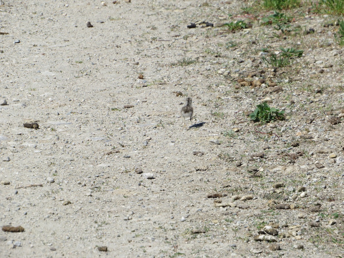 Spotted Sandpiper - ML468905021