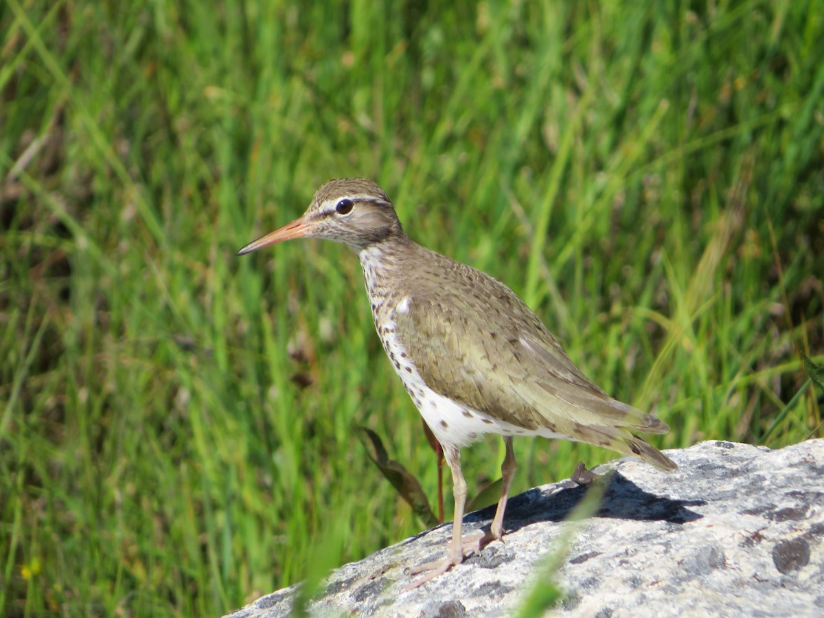 Spotted Sandpiper - ML468905091