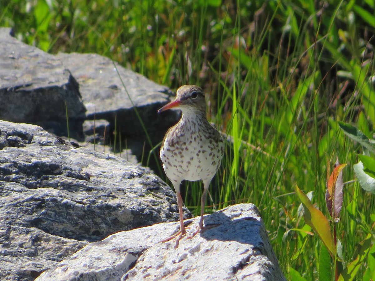 Spotted Sandpiper - ML468905111