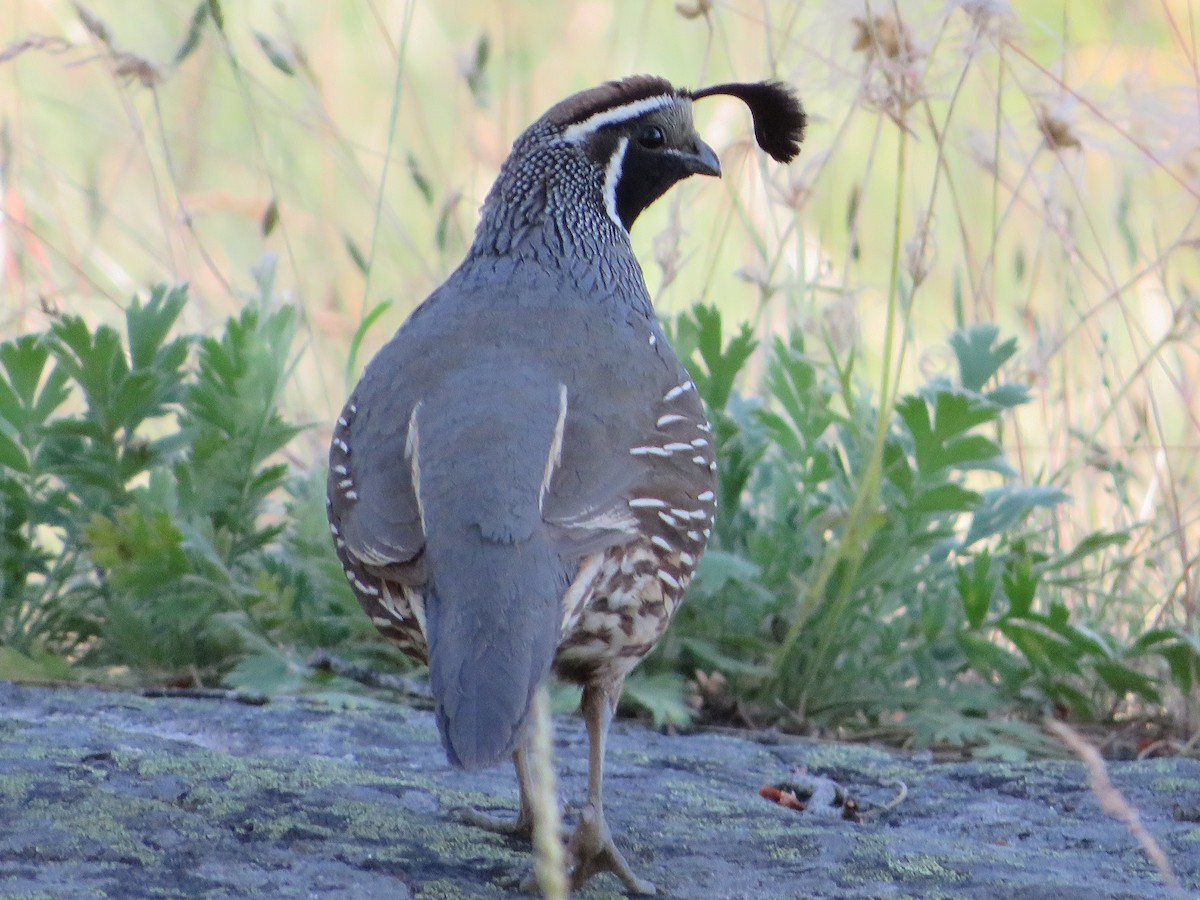 California Quail - ML468905151