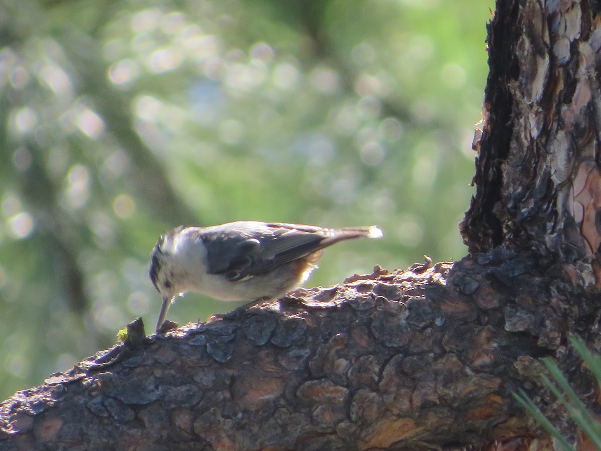 White-breasted Nuthatch - ML468905241