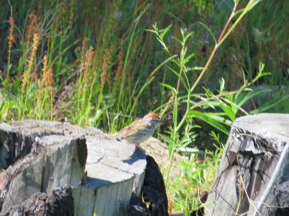 Chipping Sparrow - ML468905331