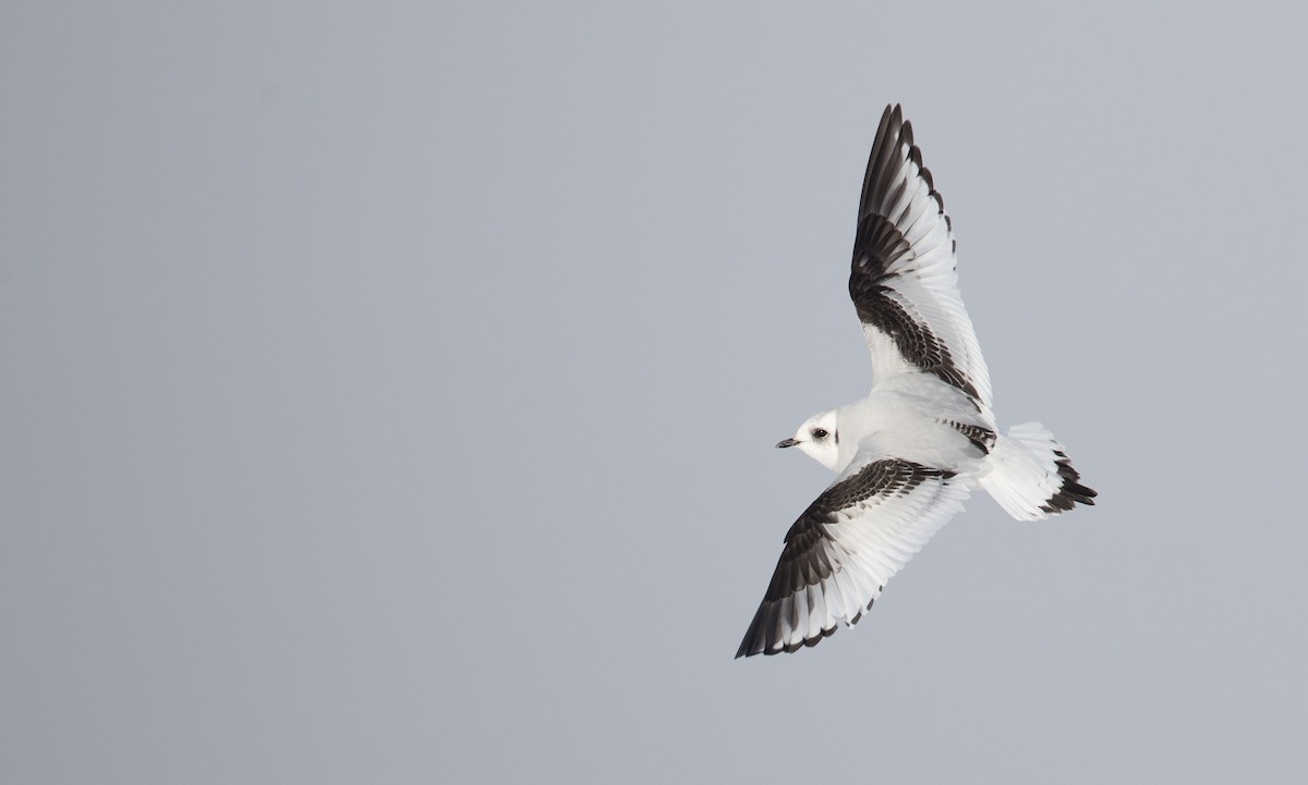 Ross's Gull - Ian Davies