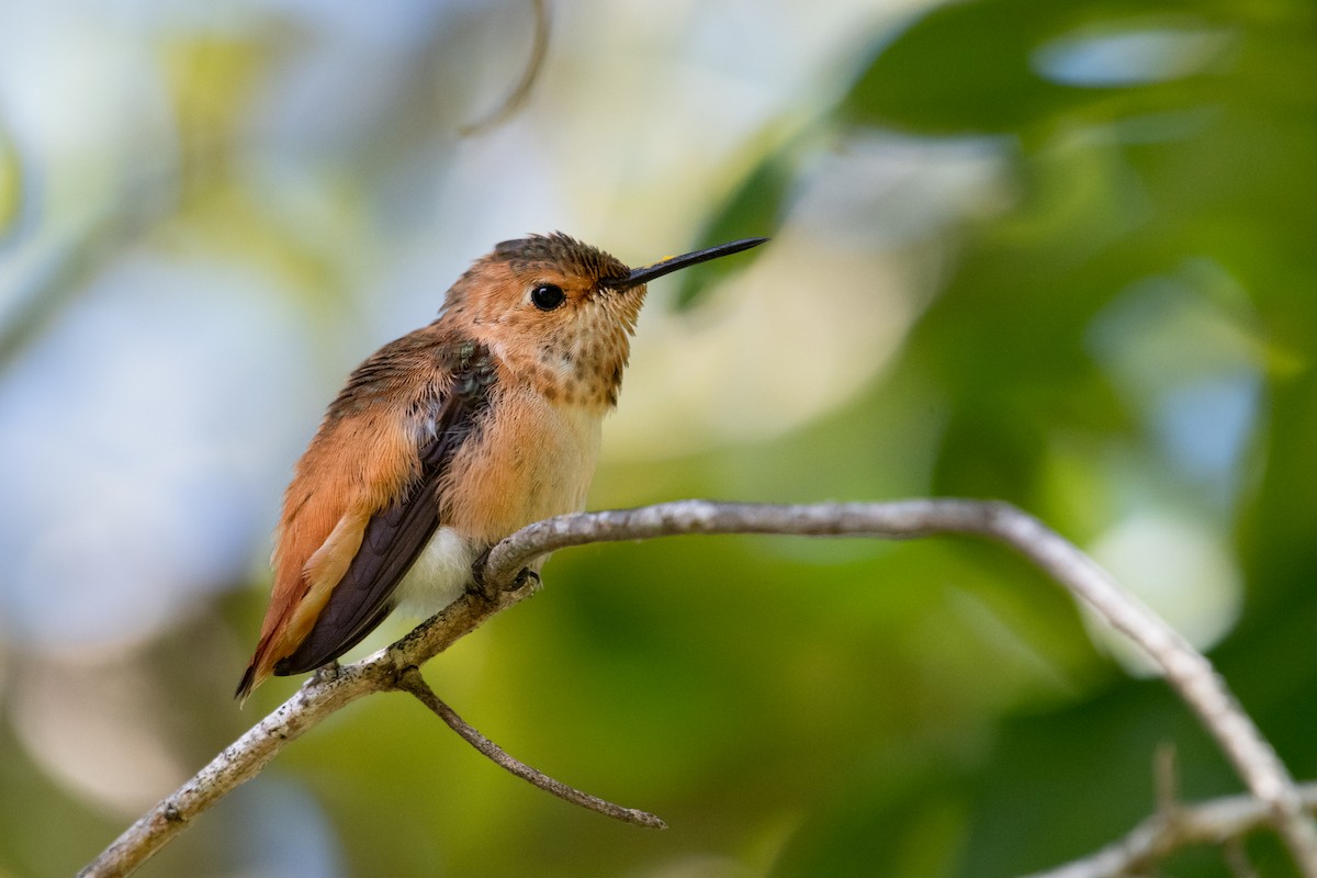 Allen's Hummingbird - ML468907281