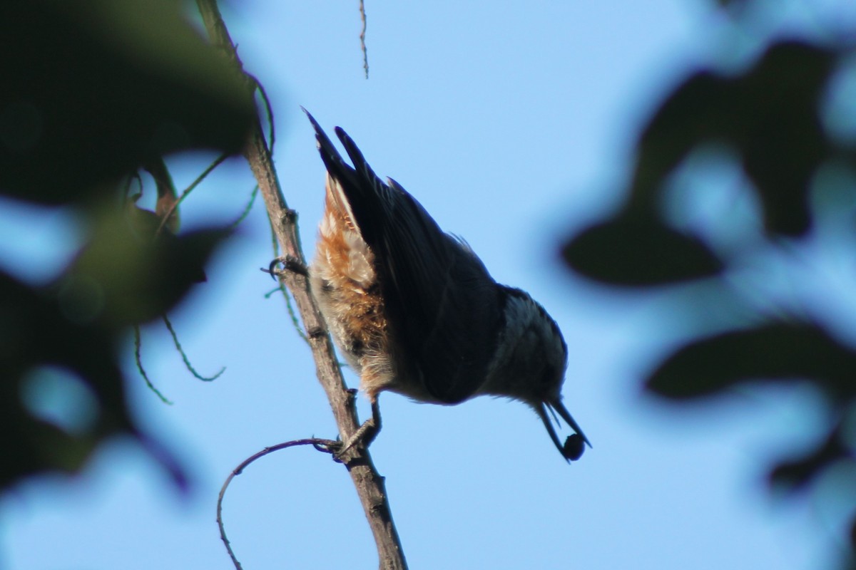 White-breasted Nuthatch (Interior West) - Sean Cozart