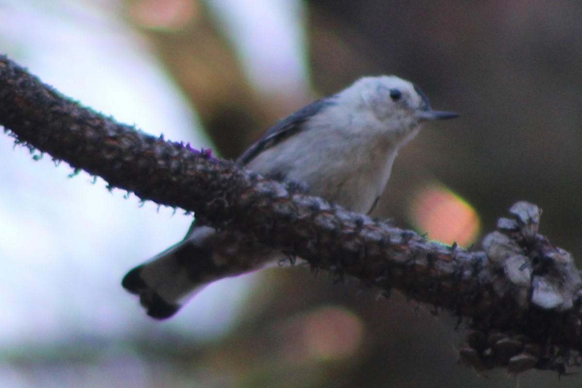 White-breasted Nuthatch (Interior West) - ML468908901